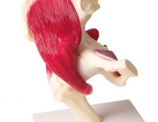 Model stawu biodrowego z mięśniami - Image no.: 4