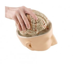 Model głowy z mózgiem, 7 części - Image no.: 2