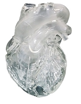 Elastyczne serce człowieka, wersja dydaktyczna, transparentny - Image no.: 1