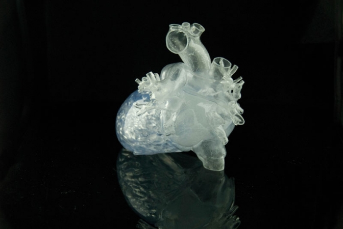 Transparentny model rzeczywistego serca człowieka - Image no.: 3