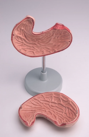 Model żołądka, naturalny rozmiar, 2 części - Image no.: 2