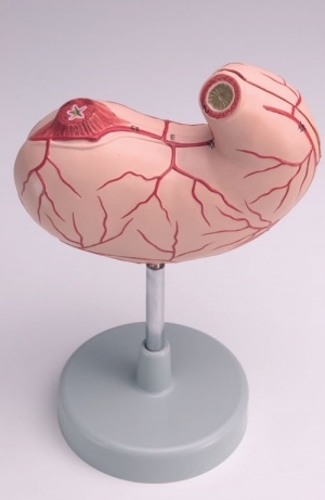 Model żołądka, naturalny rozmiar, 2 części - Image no.: 1