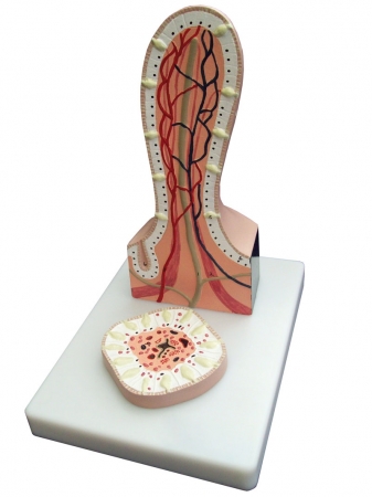 Model kosmka jelitowego, 2 części - Image no.: 1