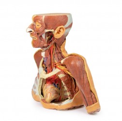 Wydruk anatomiczny 3D - głowa, szyja, bark, górna część klatki piersiowej - Image no.: 10