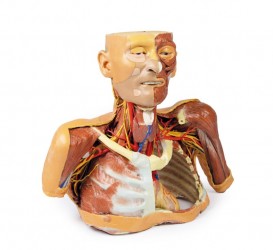 Wydruk anatomiczny 3D -  głowa, szyja, bark, górna część klatki piersiowej - Image no.: 2