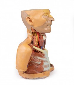 Wydruk anatomiczny 3D -  głowa, szyja, bark, górna część klatki piersiowej - Image no.: 3