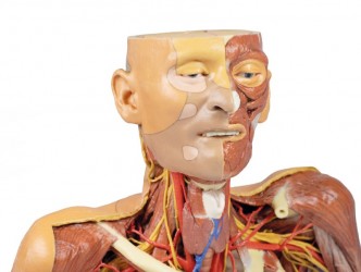 Wydruk anatomiczny 3D -  głowa, szyja, bark, górna część klatki piersiowej - Image no.: 6