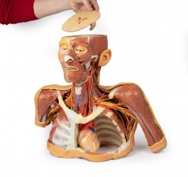 Wydruk anatomiczny 3D -  głowa, szyja, bark, górna część klatki piersiowej - Image no.: 7