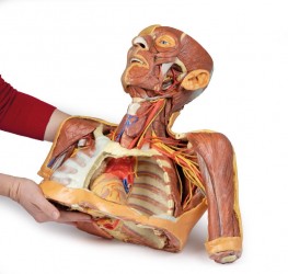 Wydruk anatomiczny 3D - głowa, szyja, bark, górna część klatki piersiowej - Image no.: 8