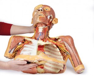 Wydruk anatomiczny 3D -  głowa, szyja, bark, górna część klatki piersiowej - Image no.: 9