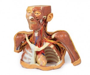 Wydruk anatomiczny 3D - głowa, szyja, bark, górna część klatki piersiowej - Image no.: 1