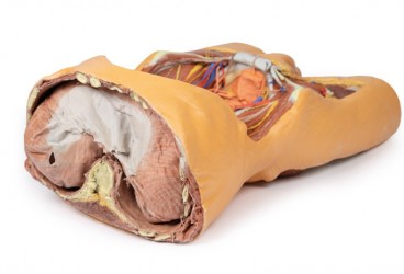 Model anatomiczny 3D - Męski tors, tylna ściana jamy brzusznej - Image no.: 10