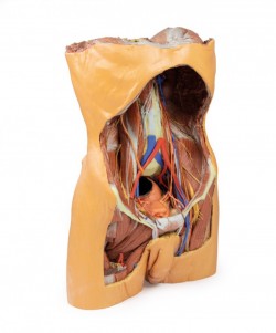 Model anatomiczny 3D - Męski tors, tylna ściana jamy brzusznej - Image no.: 2