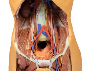 Model anatomiczny 3D - Męski tors, tylna ściana jamy brzusznej - Image no.: 5