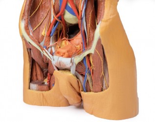 Model anatomiczny 3D - Męski tors, tylna ściana jamy brzusznej - Image no.: 6
