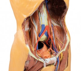 Model anatomiczny 3D - Męski tors, tylna ściana jamy brzusznej - Image no.: 7