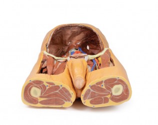Model anatomiczny 3D - Męski tors, tylna ściana jamy brzusznej - Image no.: 9