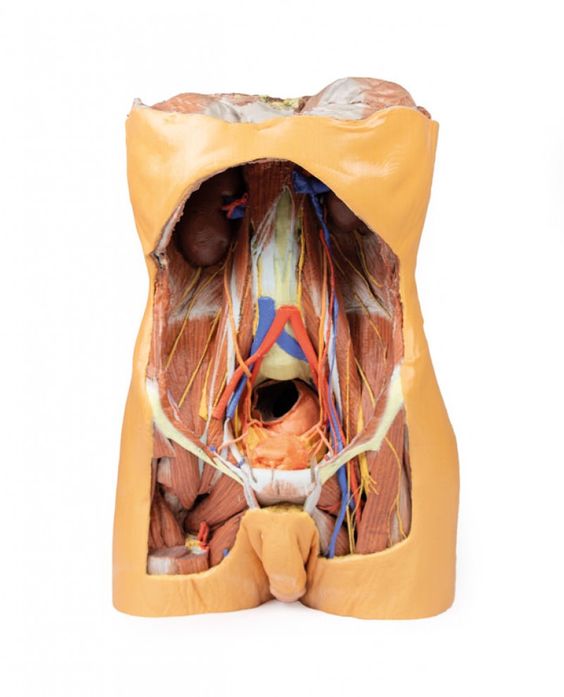 Model anatomiczny 3D - Męski tors, tylna ściana jamy brzusznej - Image no.: 1