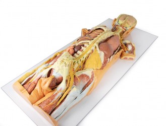 Model anatomiczny 3D - ciało czlowieka, uklad nerwowy, narządy, widok od tyłu - Image no.: 3