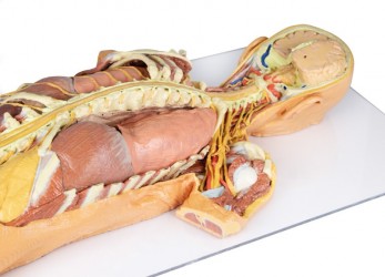 Model anatomiczny 3D - ciało czlowieka, uklad nerwowy, narządy, widok od tyłu - Image no.: 4