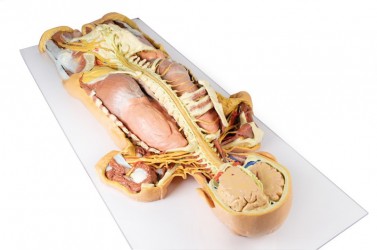 Model anatomiczny 3D - ciało czlowieka, uklad nerwowy, narządy, widok od tyłu - Image no.: 5
