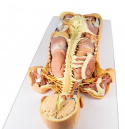 Model anatomiczny 3D - ciało czlowieka, uklad nerwowy, narządy, widok od tyłu - Image no.: 6