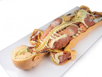 Model anatomiczny 3D - ciało czlowieka, uklad nerwowy, narządy, widok od tyłu - Image no.: 7