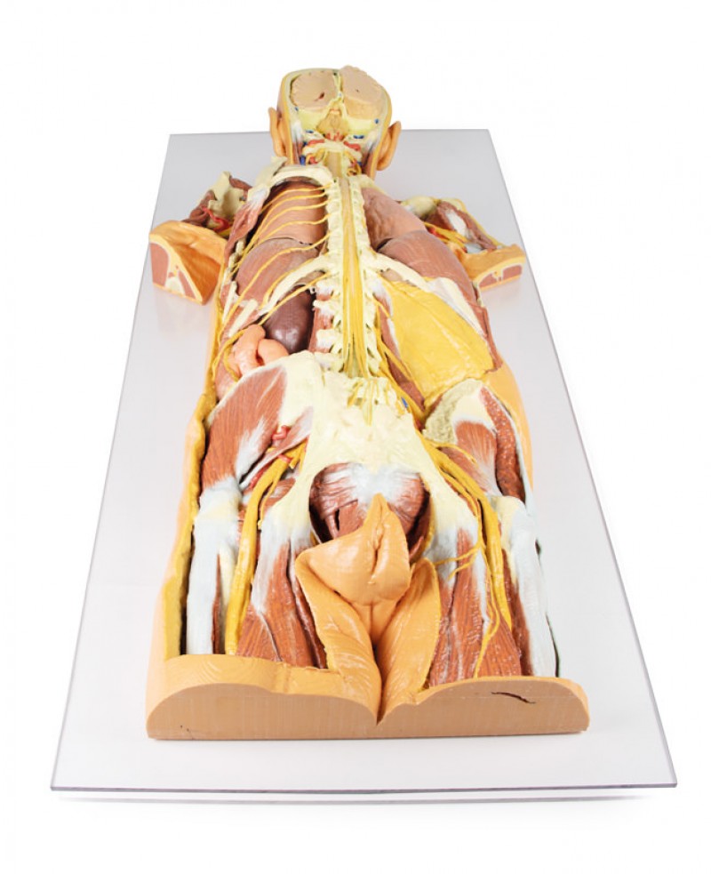 Model anatomiczny 3D - ciało czlowieka, uklad nerwowy, narządy, widok od tyłu - Image no.: 1