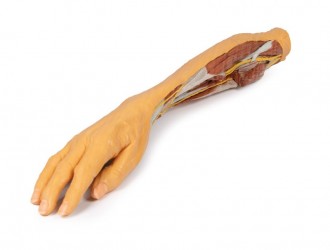 Wydruk anatomiczny 3D - Kończyna górna, przedramię, dłoń - Image no.: 2