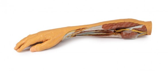 Wydruk anatomiczny 3D - Kończyna górna, przedramię, dłoń - Image no.: 6
