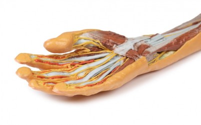 Wydruk anatomiczny 3D - Kończyna górna, przedramię, dłoń - Image no.: 8