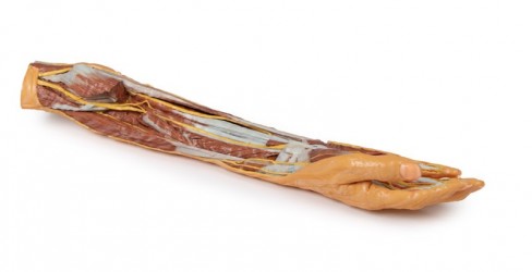 Wydruk anatomiczny 3D - Kończyna górna, przedramię, dłoń - Image no.: 1