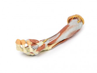Wydruk anatomiczny 3D - przedramię, dłoń - Image no.: 10