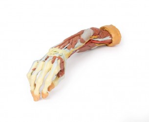 Wydruk anatomiczny 3D - przedramię, dłoń - Image no.: 2