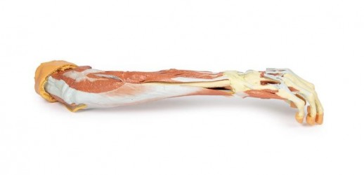 Wydruk anatomiczny 3D - przedramię, dłoń - Image no.: 3