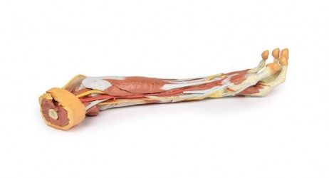 Wydruk anatomiczny 3D - przedramię, dłoń - Image no.: 4
