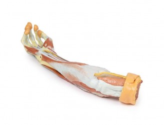 Wydruk anatomiczny 3D - przedramię, dłoń - Image no.: 5