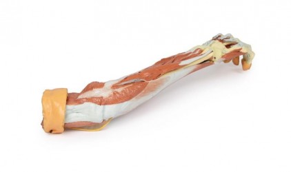 Wydruk anatomiczny 3D - przedramię, dłoń - Image no.: 7
