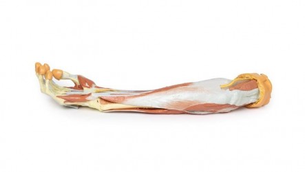 Wydruk anatomiczny 3D - przedramię, dłoń - Image no.: 8