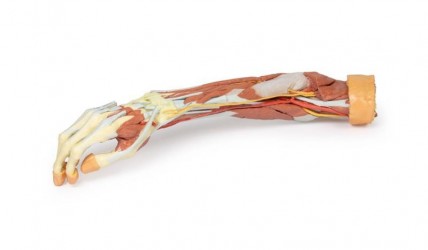 Wydruk anatomiczny 3D - przedramię, dłoń - Image no.: 1