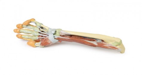 Wydruk anatomiczny - kończyna górna, przedramię, dłoń - Image no.: 10