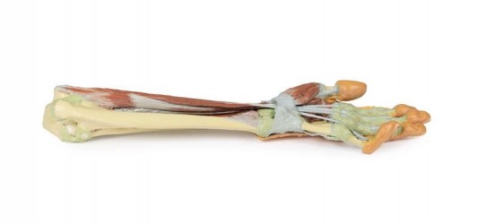 Wydruk anatomiczny - kończyna górna, przedramię, dłoń - Image no.: 2