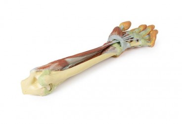 Wydruk anatomiczny - kończyna górna, przedramię, dłoń - Image no.: 3