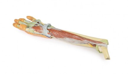 Wydruk anatomiczny - kończyna górna, przedramię, dłoń - Image no.: 5