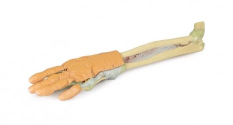 Wydruk anatomiczny - kończyna górna, przedramię, dłoń - Image no.: 6