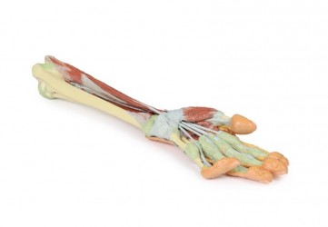 Wydruk anatomiczny - kończyna górna, przedramię, dłoń - Image no.: 7