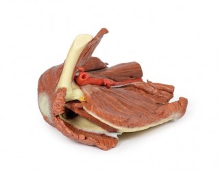 Wydruk anatomiczny - Lewy bark, mięśnie powierzchowne, tętnica pachowa i ramienna - Image no.: 4