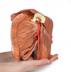 Wydruk anatomiczny - Lewy bark, mięśnie powierzchowne, tętnica pachowa i ramienna - Image no.: 5