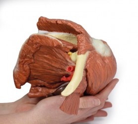 Wydruk anatomiczny - Lewy bark, mięśnie powierzchowne, tętnica pachowa i ramienna - Image no.: 6