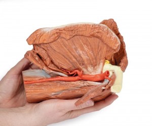 Wydruk anatomiczny - Lewy bark, mięśnie powierzchowne, tętnica pachowa i ramienna - Image no.: 7